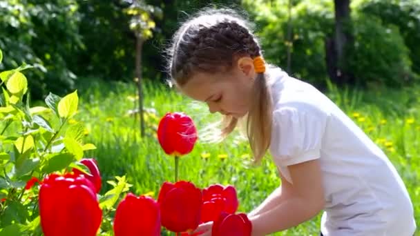 Chica considera tulipanes rojos — Vídeo de stock