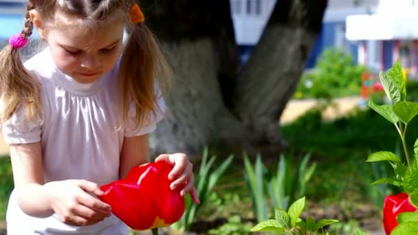 La chica considera un tulipán rojo — Vídeo de stock