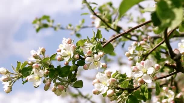 Blossoming twig of apple — Stock Video