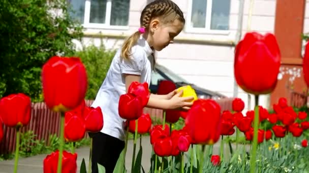 Flickan att lukta en röd tulpan — Stockvideo