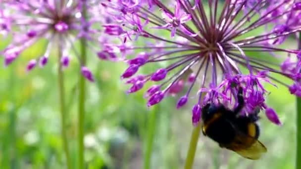 Abeja poliniza iris púrpura — Vídeo de stock