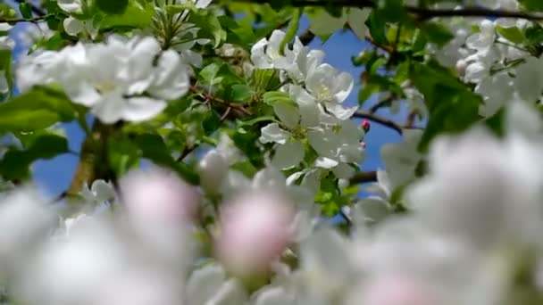 Macieira florescendo na primavera — Vídeo de Stock