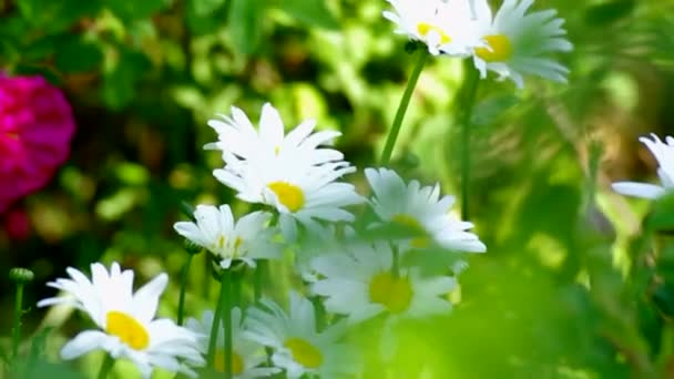 Gänseblümchen mit Pfingstrosen an einem Sommerabend — Stockvideo