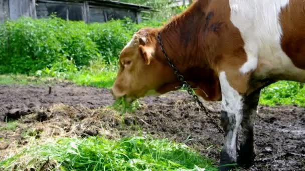 Touro comendo grama fresca — Vídeo de Stock