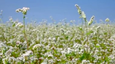 Çalılar buğday kaymak çekim güneşli bir günde beyaz.