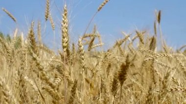 Buğday kulakları dokunmadan erkek eli