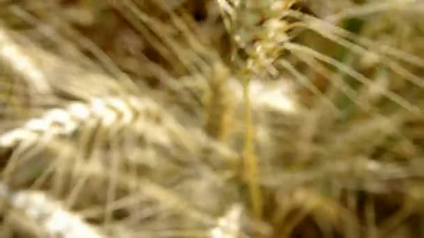 As orelhas de trigo fecham-se no tempo ensolarado — Vídeo de Stock