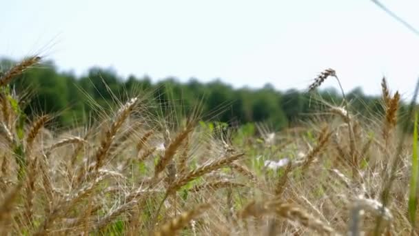 Wheat ears on a background of green forest — Stock Video