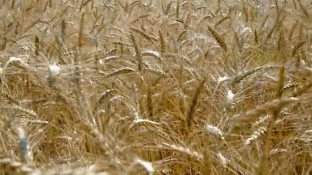Вуха пшениці погойдуються на вітрі — стокове відео