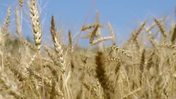 Weizen gegen den blauen Himmel — Stockvideo