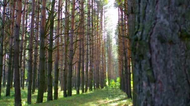 Inusual y misterioso bosque Wake — Vídeo de stock