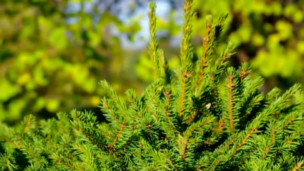 Vacker och vintergröna träd en solig dag — Stockvideo