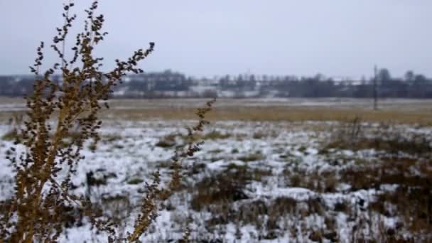 Vinter bakgrund av vajande buskar — Stockvideo