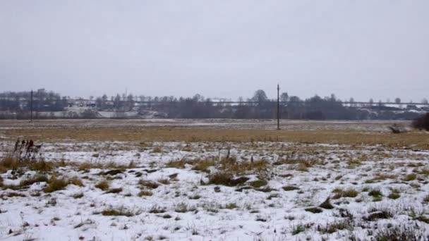 Панорамний зимовий фон махаючі кущі — стокове відео