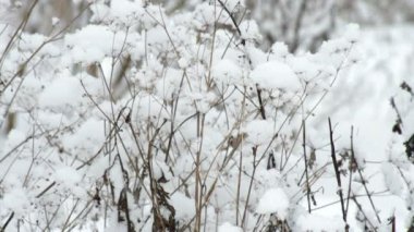 Güzel kış bush bir kar fırtınası içinde