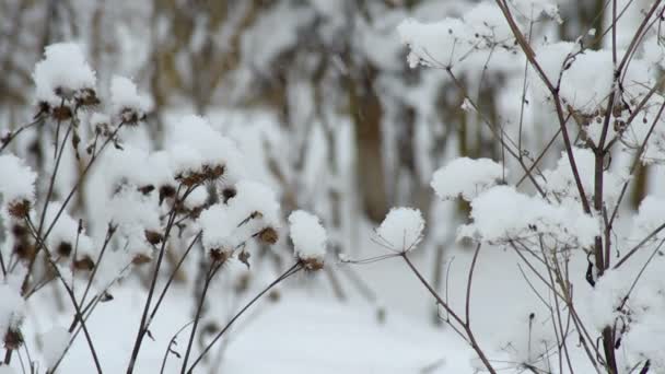 Hermoso arbusto de invierno en la nieve — Vídeo de stock