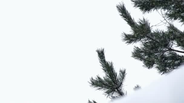 Schneefall auf dem Hintergrund von Tannenzweigen — Stockvideo