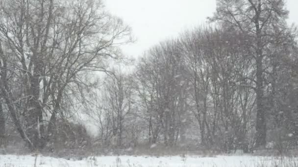 森の背景に雪が降る — ストック動画
