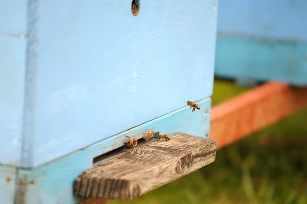 Méhek Virágzás Közben Lépnek Kaptáraikba Egy Almáskertben — Stock Fotó