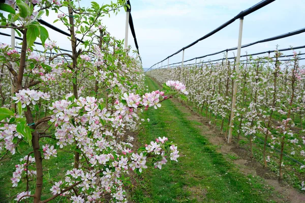 Wiosną Kwitnący Sad Jabłkowy Siatkami Przeciwgradowymi — Zdjęcie stockowe