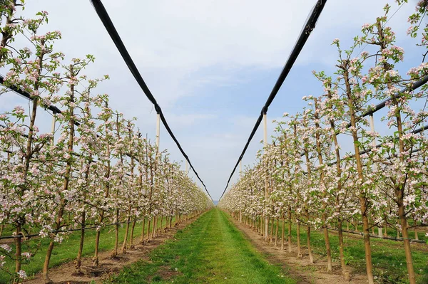 Piękny Kwitnący Sad Jabłkowy Siatkami Burzę Gradową Wiosną — Zdjęcie stockowe