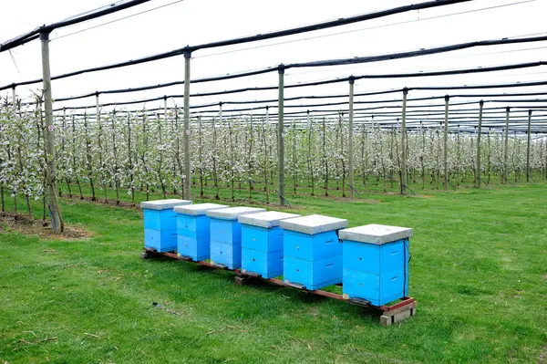 Méhkaptárak Egy Modern Virágzó Almaültetvényen Jégeső Elleni Hálóval — Stock Fotó