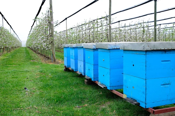 Méhkaptárak Virágzó Almás Gyümölcsöskert Beporzása Során — Stock Fotó
