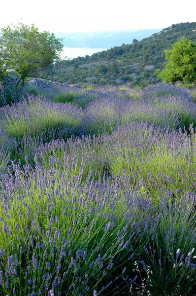 Campo di lavanda su un vento — Foto Stock