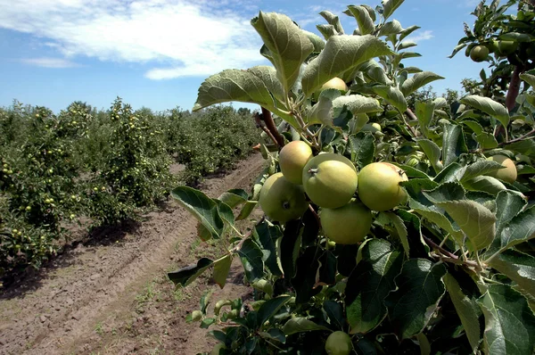 Przemysł orchard Apple — Zdjęcie stockowe