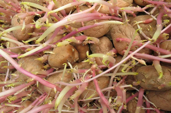 Sprouted potatoes on a pile — Stock Photo, Image