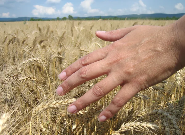 Wheat in the field — Stock Photo, Image