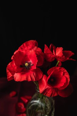 Beautiful red poppy flowers against a dark background, highlighting their vibrant color and delicate petals