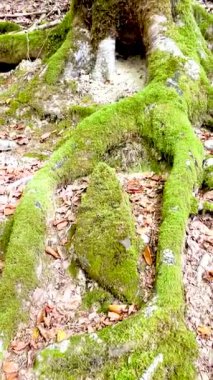 Sonbaharda Irati Ormanı: Navarra 'nın Büyülü Ormanı