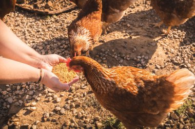 Çiftçi tavuklarını tahılla besliyor.