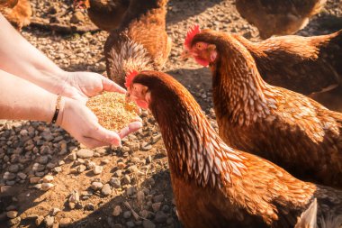 Çiftçi tavuklarını tahılla besliyor. Doğal organik tarım kavramı