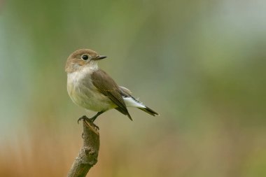 Tayga Sinekkapanı bir tüneğe tünemiş Uzağa bakıyor