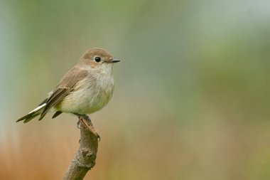 Tayga Sinekkapanı bir tüneğe tünemiş Uzağa bakıyor