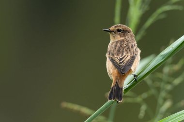 Dişi Pied Bushchat çim gövdesine tünemiş Uzağa bakıyor