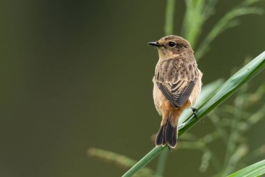 Female Pied Bushchat perching on grass stem  looking into a distance clipart