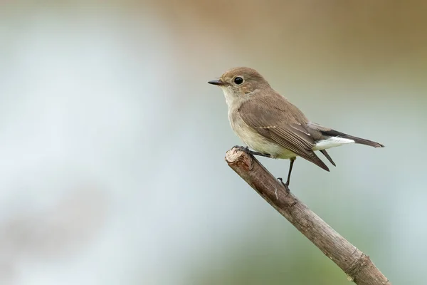 Taiga Flycatcher Zittend Een Zitstok Kijkend Naar Een Afstand — Stockfoto