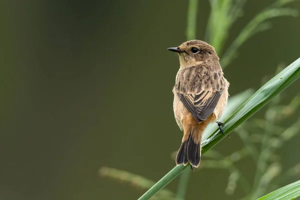 Female Pied Bushchat Perching Grass Stem Looking Distance — Stock Photo, Image