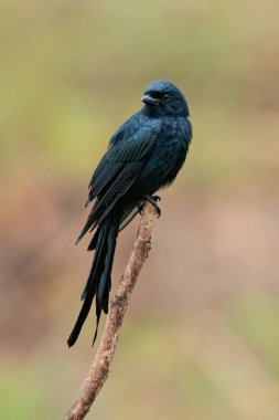 Kara Drongo bir tüneğe tünemiş Uzağa bakıyor