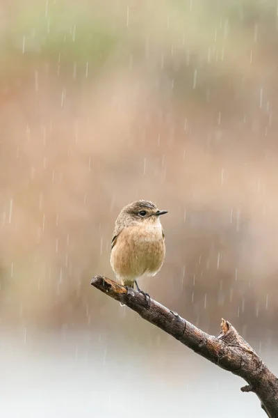 Dişi Pied Bushchat bir tüneğe tüneyerek çiseleme yaparken