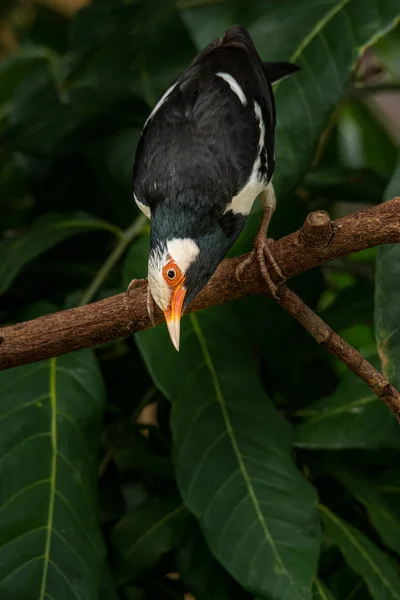 Ασιατική Pied Myna Starling Κάμψη Κάτω Από Μια Πέρκα — Φωτογραφία Αρχείου