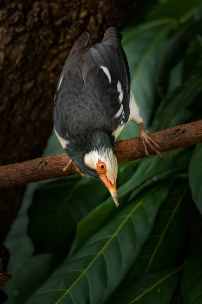 Asiatische Rattenjungfer Starling Beugt Sich Von Einer Stange Nach Unten — Stockfoto