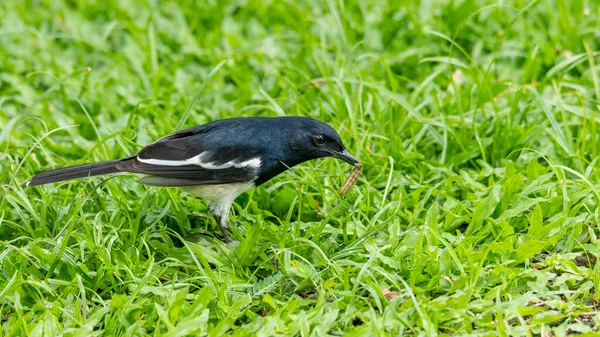 Erkek Doğulu Saksağan Robin yerden solucan topluyor.