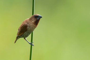 Pullu göğüslü Munia, çim gövdesine tünemiş. Uzağa bakıyor.