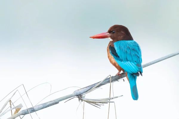 Biało Gardłowy Kingfisher Siedzi Łodydze Trawy Patrząc Oddali — Zdjęcie stockowe