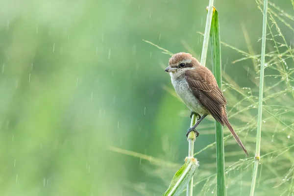 Kahverengi Shrike çim gövdesine tünemiş Uzağa bakıyor
