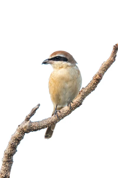 Brown Shrike Perching Perch Isolated White Background — Stock Photo, Image